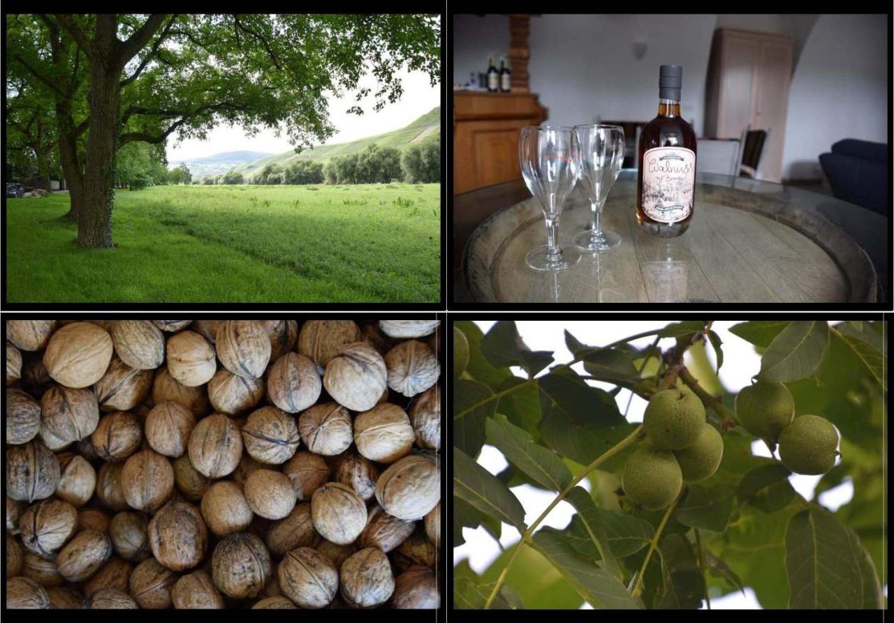 The Wine Cellar In The Old Gemeinde House